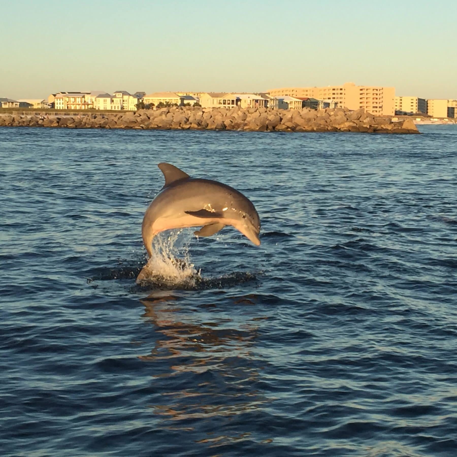 Dolphin Excursions