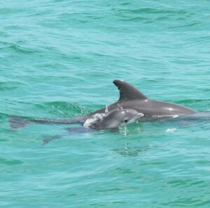 Dolphin Tours