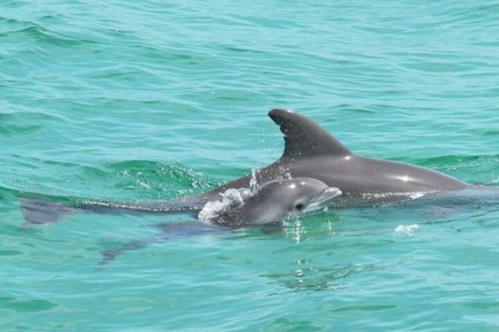 Dolphin Tours