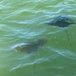 Dolphin Cruises"