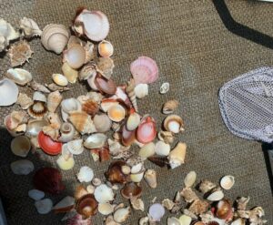 Beaching & Shelling