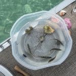 Snorkeling Charter