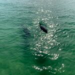 Dolphin Pontoon Tours In Destin