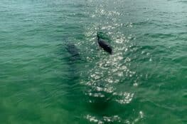 Dolphin Pontoon Tours In Destin