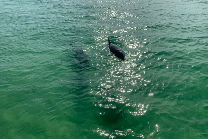 Dolphin Pontoon Tours In Destin