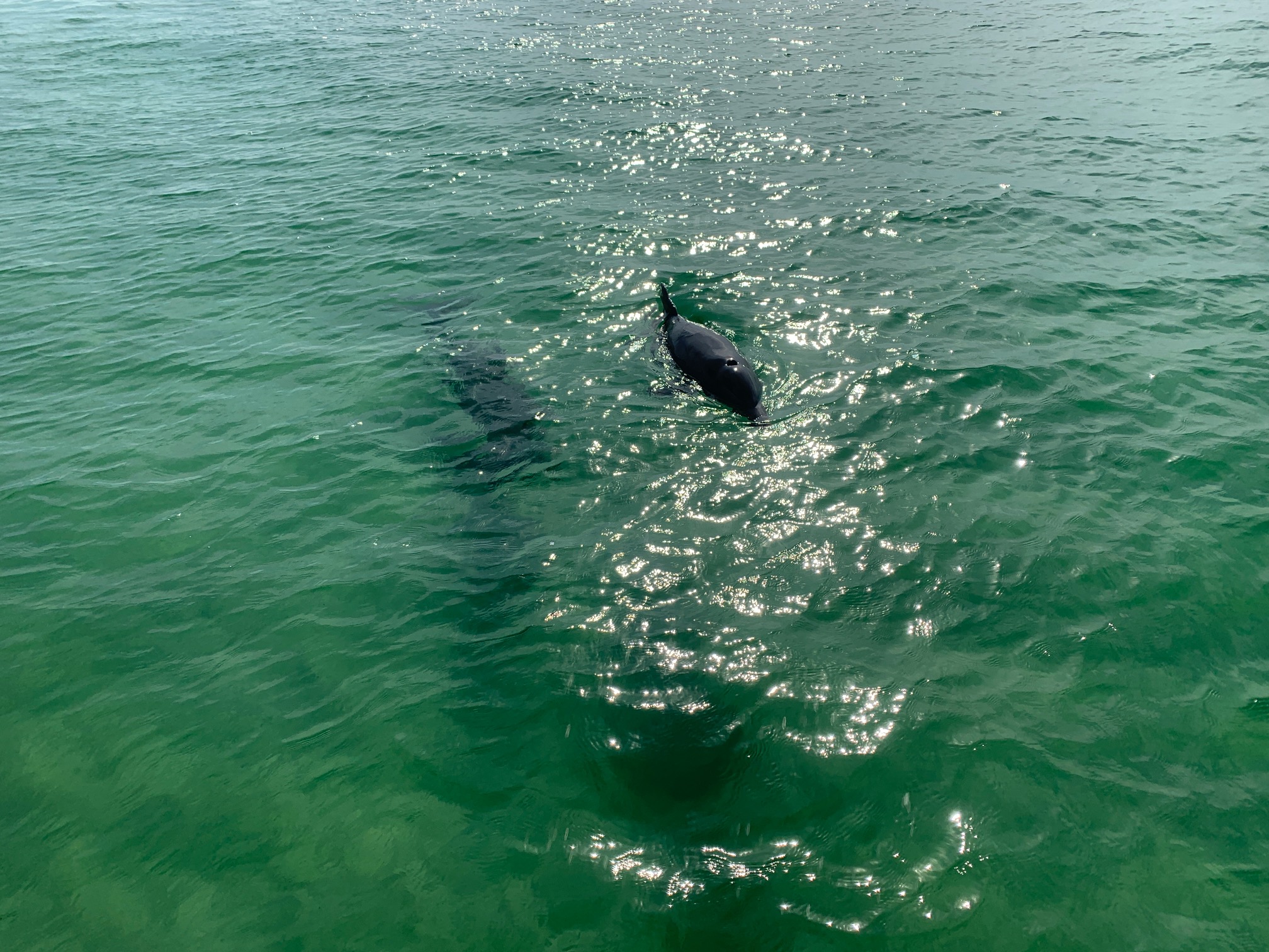 Dolphin Pontoon Tours In Destin